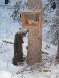 A permanent horizontal box is favored by many marten trappers.
