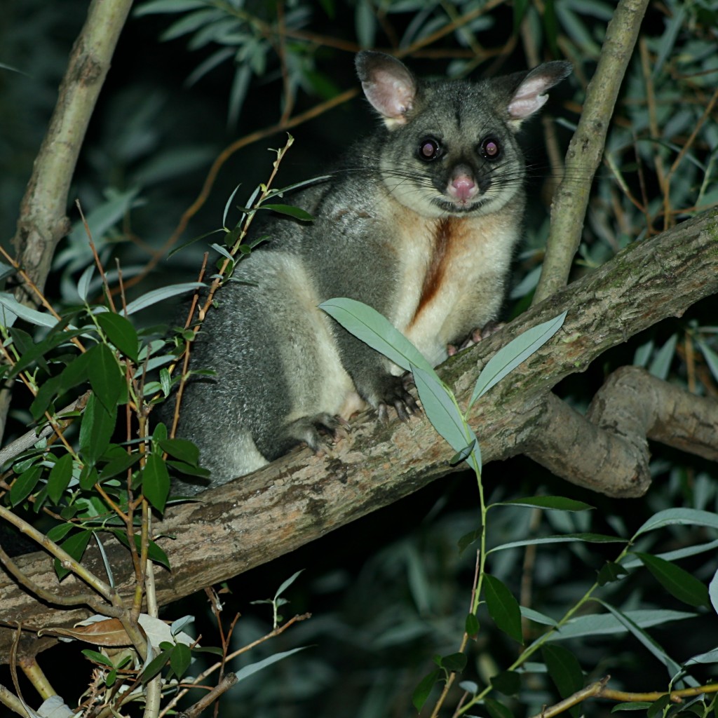 Possum Trapping