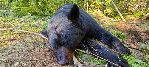Bucket List Trapping: Ursus Americanus, the Black BearTrapper