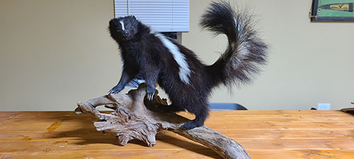 TAXIDERMY TOOLS BUY,SELL,TRADE