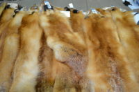 Fur Market Report February 2024: Auction Season on the Horizon
