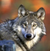 Residents Warned About “Wolf-Dogs”