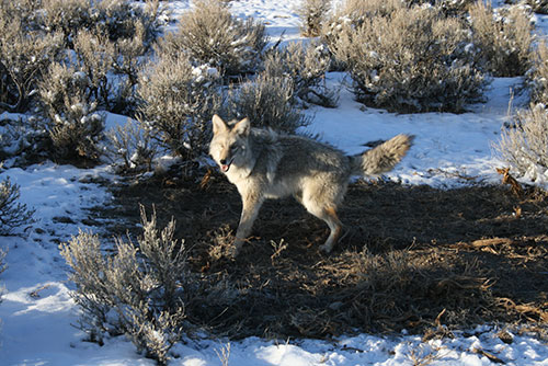 Lure Strategies for Coyotes and CatsTrapper Predator Caller