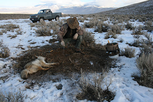 Reuwsaat Deep Creek Winter Coyote Gland Lure