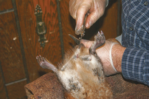 Cut down the underside of tail in the black skin one inch above the fur, continuing to your cross cut between the legs