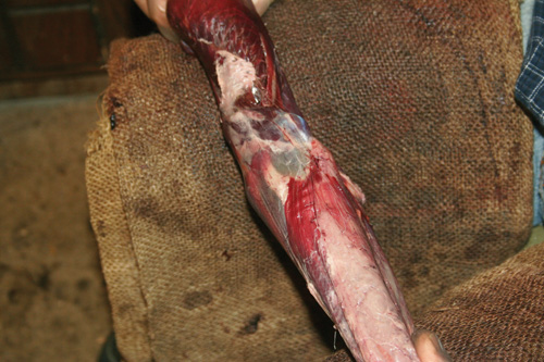 Grasping the hide and the muskrat body, pull the skin up over front legs, using your legs as leverage.