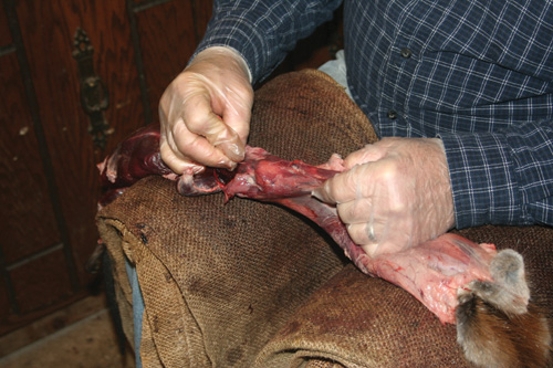 With the legs free, pull the hide up to the ear area. Grasp the fat on the head skin area and pull off onto the body.