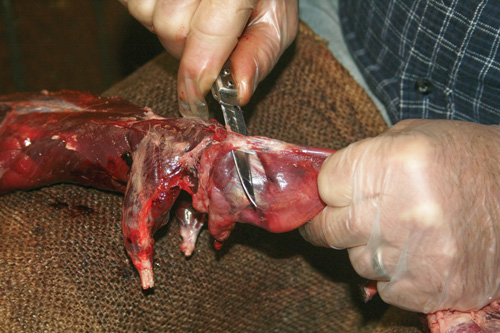 With the ear exposed, slide your knife under the ear and cut toword the base of the ear where it is attached to skull.