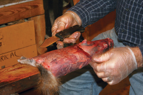 Place your rat skin on the fleshing beam with one front leg up. The pelt ready to be "fleshed." Note large deposits of fat above the flesh layer that need to be removed.