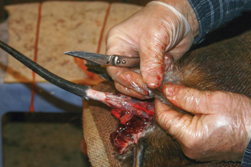 A small portion of the tail skin is left attached to the fur.