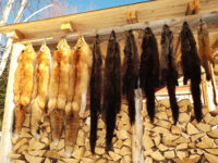 Fur Market Report April-May 2024: Subtle Changes Noticed in Fur Trapping This Spring