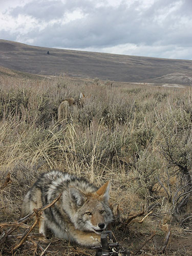 Best Coyote Traps of 2024