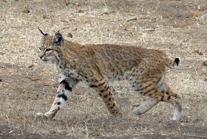 best bait for trapping bobcats