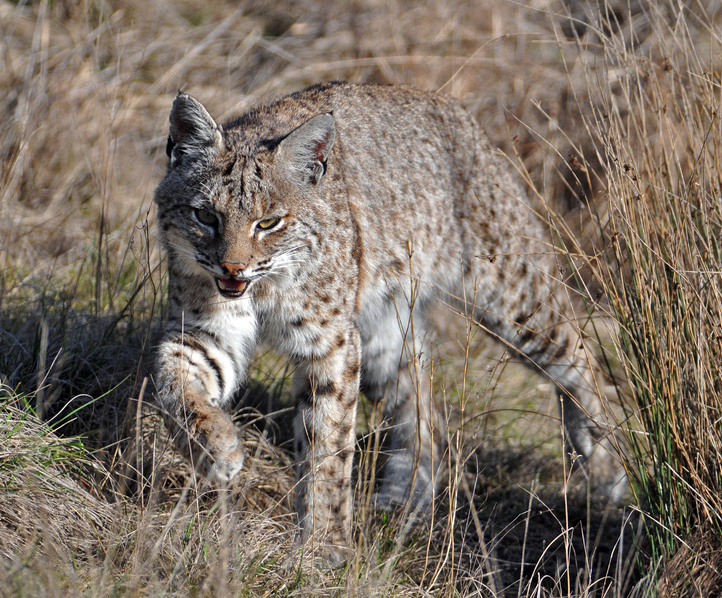 best bait for trapping bobcats