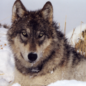 Conservation Groups Intervene in Legal Battle Over Gray Wolf Protections