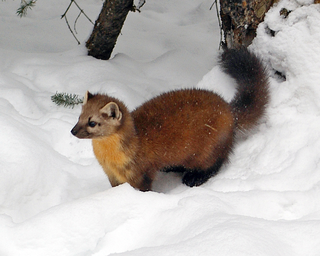 Trapping Supplies Review: Marten Trapping in Canada