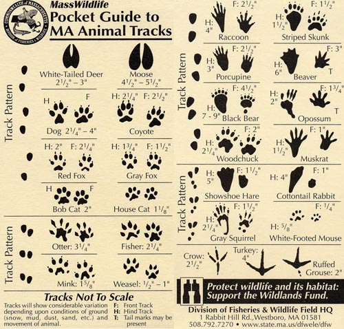 A cool guide of animal tracks. : r/coolguides